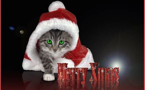 Free download christmas kitten wallpaper 2015 Grasscloth Wallpaper ...