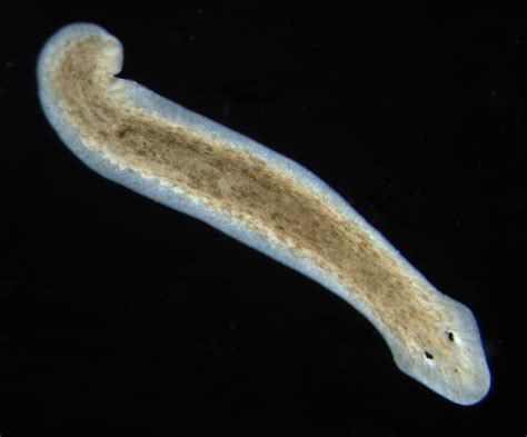 What A Flatworm Can Teach Us About Regeneration | KCUR - Kansas City ...