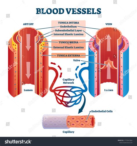 Cross Section Vein Diagram Labeled Diagram Media