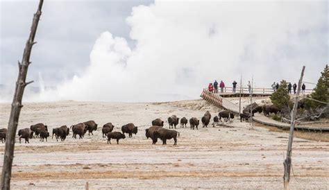 Bison Gores Man at Yellowstone National Park in Second Attack in a Month