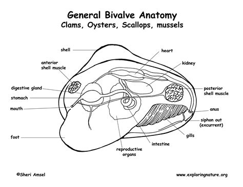 Clam Diagram Labeled