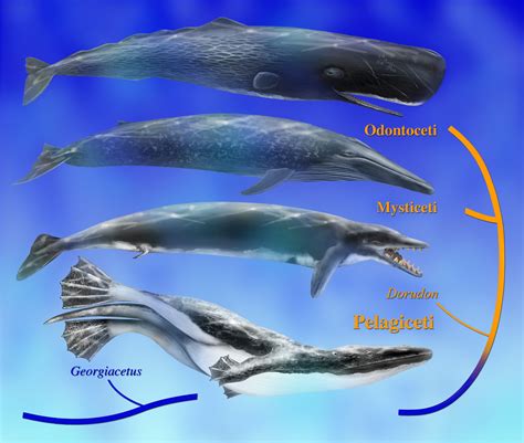 Ancient Whales ... With Back Legs | Science 2.0