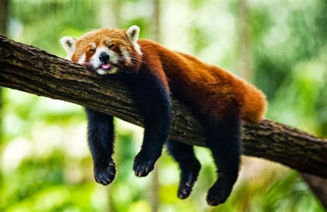 Alluring Planet: Red Panda Sleeping