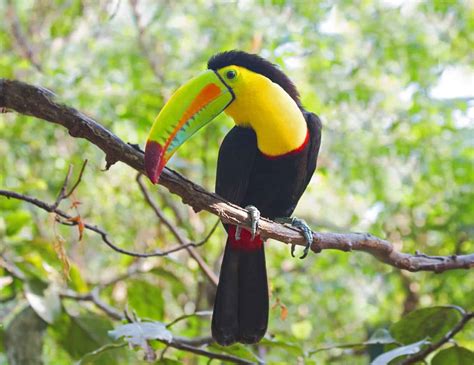 5 Birds That Look Like Toucans | A Comprehensive Bird Guide