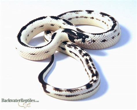 Eight California King Snake Morphs | California king snake, Pet snake ...