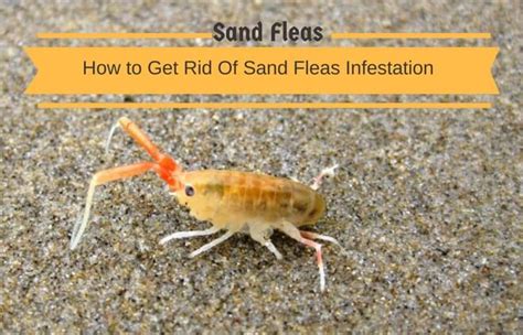 11 Effective Home Remedies To Get Rid Of Sand Fleas Infestation