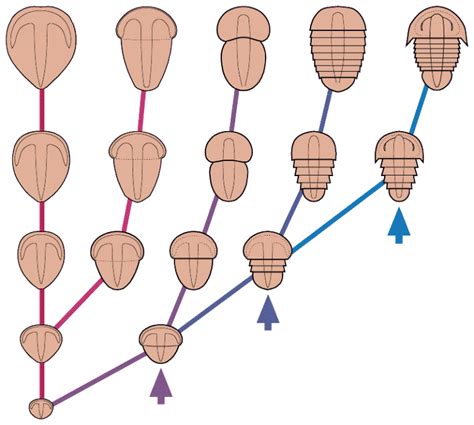 Cambrian life and evolution: Trilobite evolution - Origins