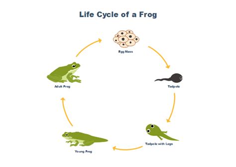 Frog Life Cycle | Free Frog Life Cycle Templates