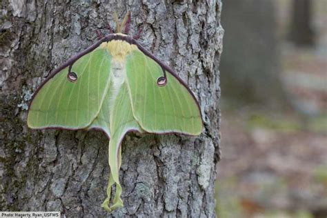 Luna Moth Facts: Luna Moth Pictures and Information: Discover One Of ...