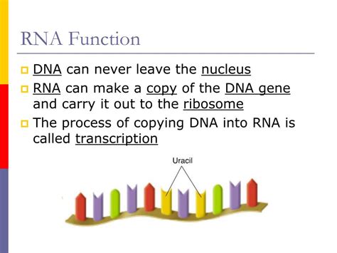 PPT - RNA Structure and Function PowerPoint Presentation, free download ...