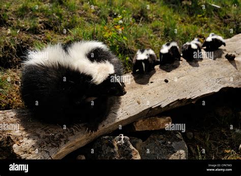 Striped Skunk (Mephitis mephitis) babies at den- captive specimen Stock ...