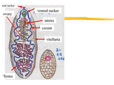 Fasciolopsis Buski Labeled