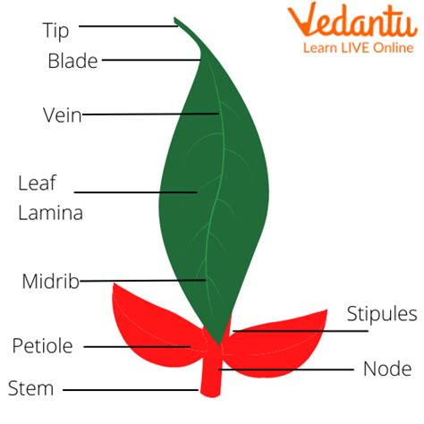 Parts Of Leaves And Their Functions - Infoupdate.org