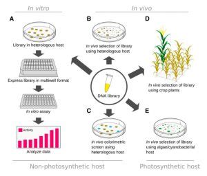 Review: Applications of protein engineering and directed evolution in ...