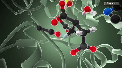 Enzymatic reaction (from PDB-101) - YouTube