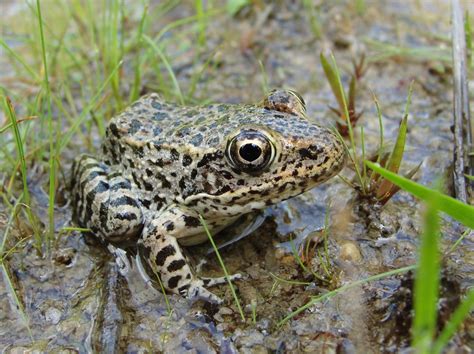 Gopher frog | Amphibian Rescue and Conservation Project