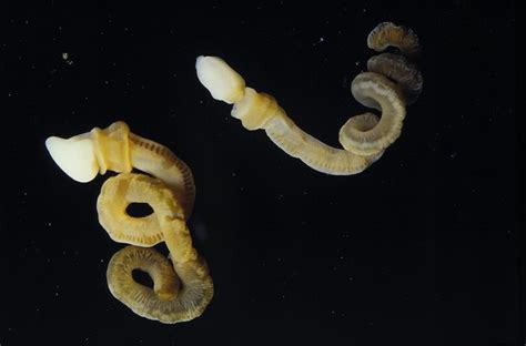 Image Gallery: A Worm Missing Link | Acorn Worms | Live Science