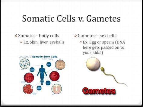 Meiosis occurs in reproductive cells while mitosis occurs in somatic ...