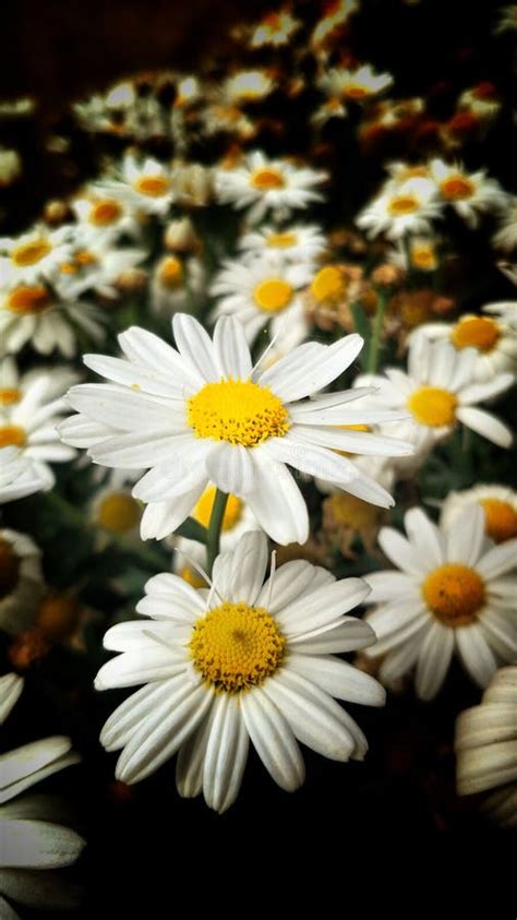 Daisy flower in a garden stock image. Image of blossom - 182463683