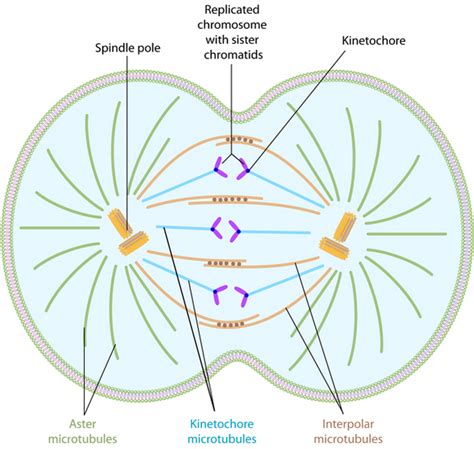 Mitosis | Learn Science at Scitable