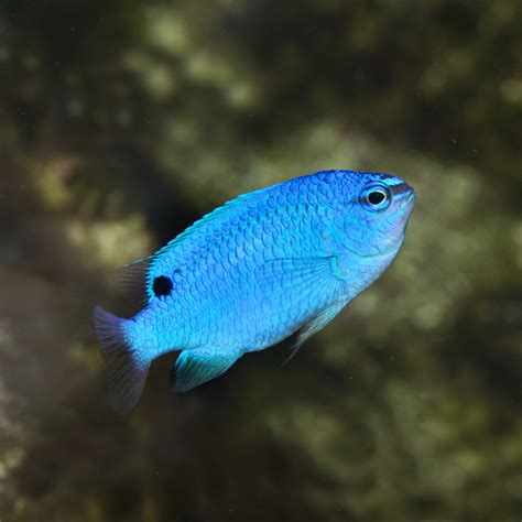 Blue Damselfish - Fish and Coral Store