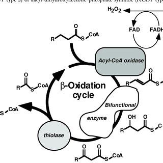 acyl-CoA oxidase and β-oxidation of PUFAs. (a) Acyl-CoA oxidases ...