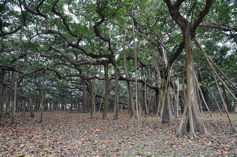 The Great Banyan - Wikipedia, the free encyclopedia | Arbustos ...