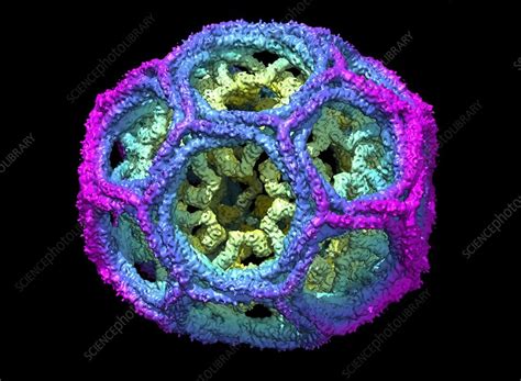 Clathrin lattice, molecular model - Stock Image - C018/0452 - Science ...