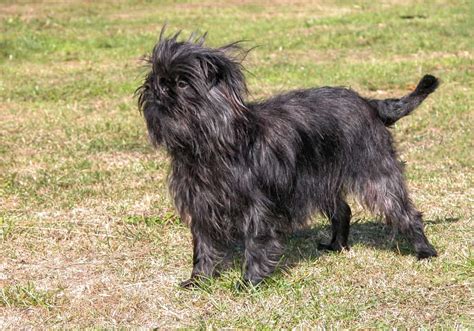 What Size Dog Is A Affenpinscher