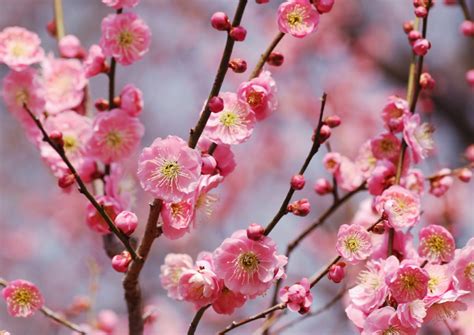 Ume: Japan's Most Beautiful Early Spring Blossoms - Savvy Tokyo