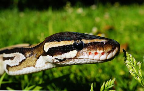 The Six Best Snake Breeds For First Time Owners