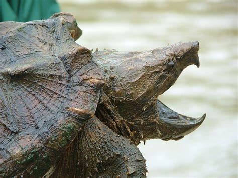 Trapped Texas Alligator Snapping Turtle Freed by Jaws of Life