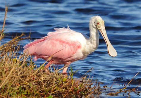 Steve Rogers birding: Roseate Spoonbills in Florida