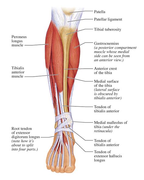 Human Anatomy for the Artist: Anterior Leg, Part 2: It's Lonely at the Top