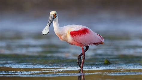 Where Can I See Roseate Spoonbills in Sarasota or Bradenton?