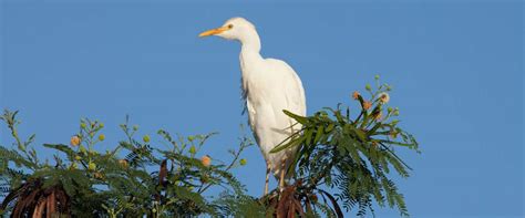 Cattle Egret - Kaelepulu Wetland