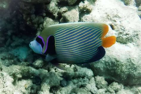 7 Types of Saltwater Angelfish (Pomacanthidae Family)