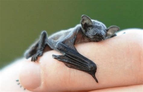 Bumblebee Bat (Craseonycteris Thonglongyai) - Glenlivet Wildlife