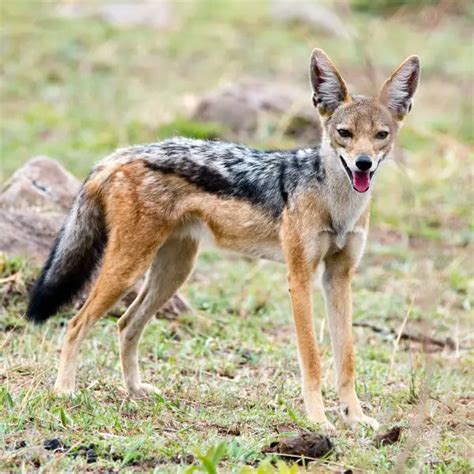 Black-Backed Jackal - Facts, Diet, Habitat & Pictures on Animalia.bio