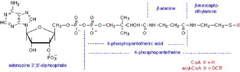 Structure of Coenzyme A. | Download Scientific Diagram