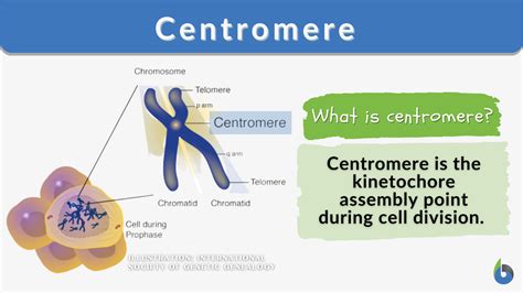 Centromere - Definition and Examples - Biology Online Dictionary