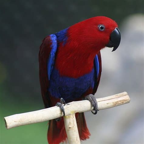 All About Eclectus Parrot - Parrot World