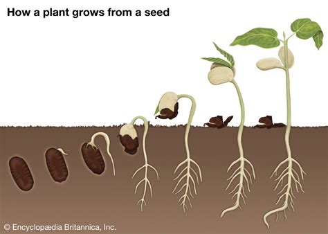 Exploring the Various Stages of Seed Germination - revolutionseeds