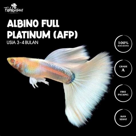 Promo Ikan Hias Air Tawar - GUPPY ALBINO FULL PLATINUM (AFP) - male ...