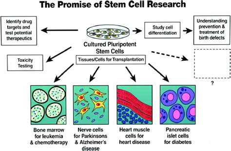 Diagram depicting the expected clinical applications of some stem cell ...