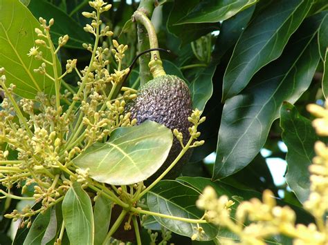 Avocado Tree With Fruit