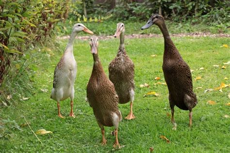 Top 10 Domestic Duck Breeds in the US