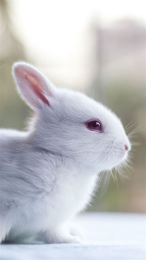 70+ Wallpaper Rabbit Cute Hd Pictures - MyWeb