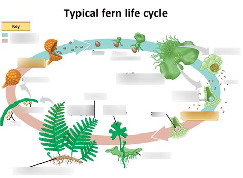 Fern life cycle (phylum Pterophyta) Diagram | Quizlet