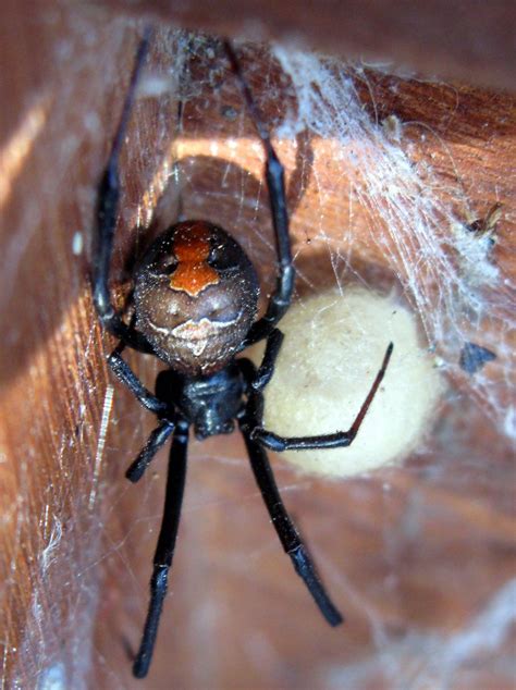 Redback spider with egg Redback Spider, Spiders, Insects, Species, Egg ...